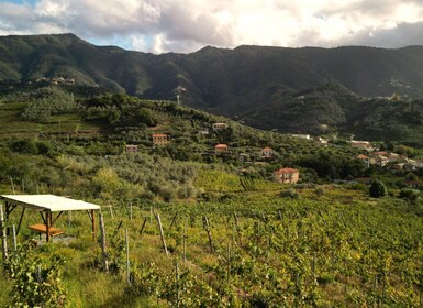 Lievàntu Wine Experience: Tour & tasting in Levanto Valley