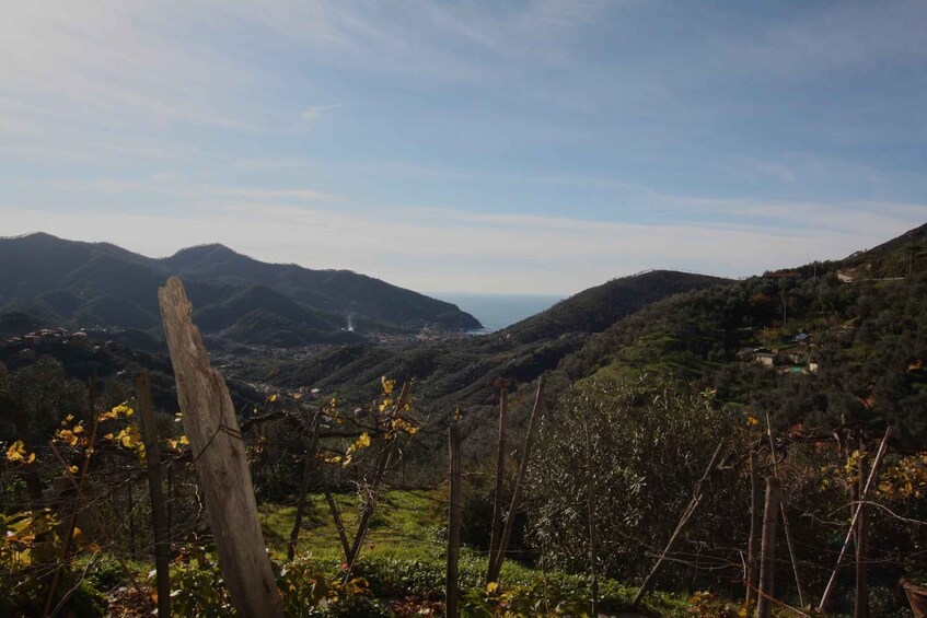 Picture 1 for Activity Lievàntu Wine Experience: Tour & tasting in Levanto Valley