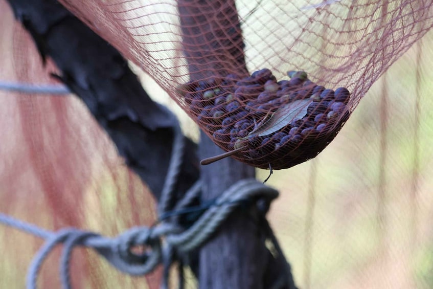 Picture 4 for Activity Lievàntu Wine Experience: Tour & tasting in Levanto Valley