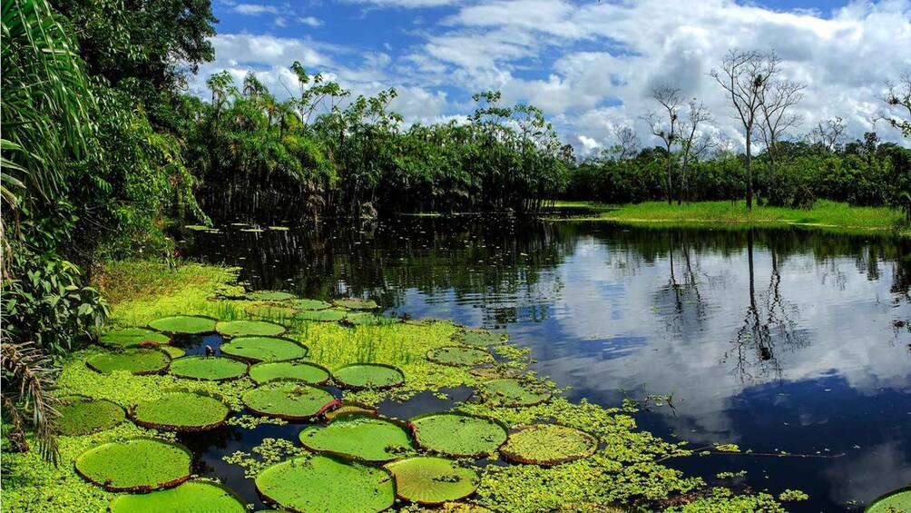 Picture 5 for Activity From Iquitos: 4 days/3 nights in Amazonian lodge with meals