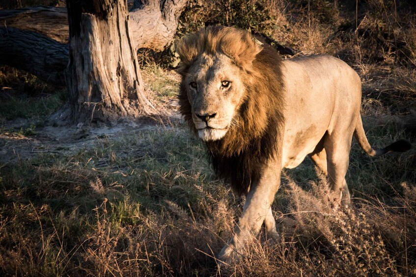 Picture 3 for Activity From Livingstone & Victoria Falls: Rafting & Safari Combo