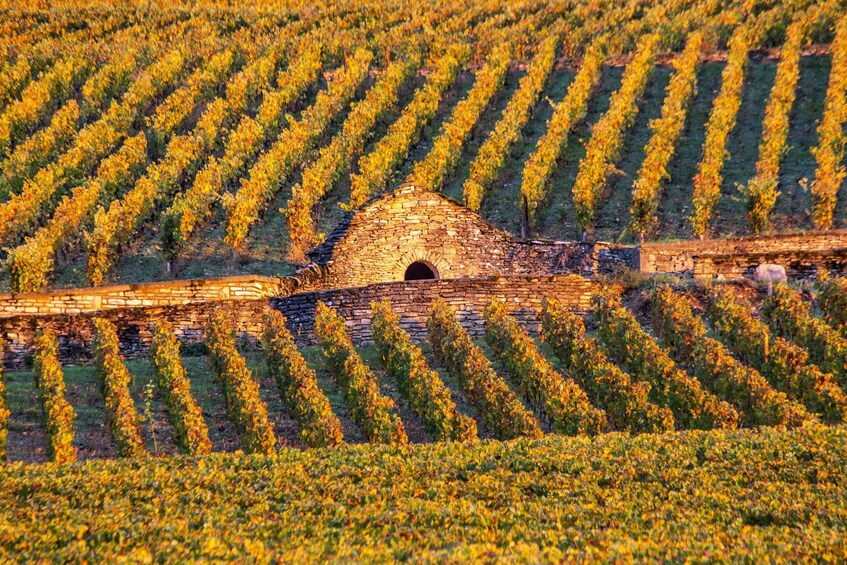 Picture 2 for Activity Small group full day tour in the Burgundy vineyards