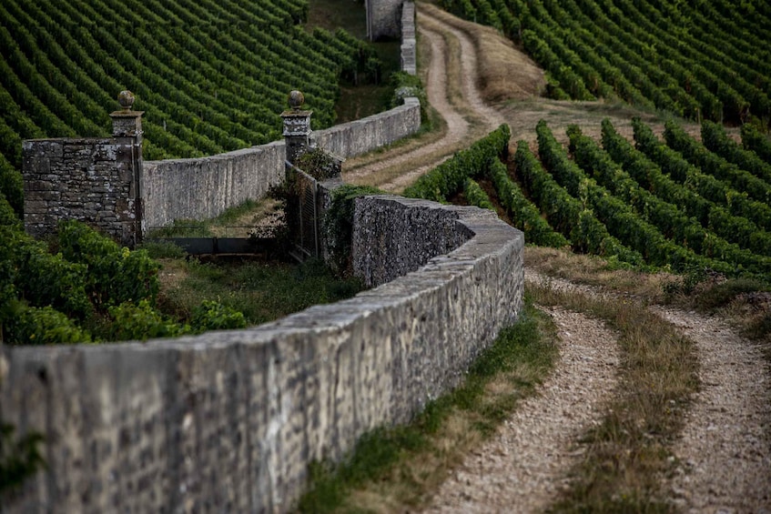 Picture 1 for Activity Small group full day tour in the Burgundy vineyards