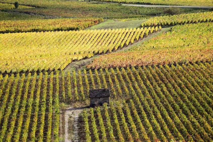 Picture 1 for Activity Small group full day tour in the Burgundy vineyards