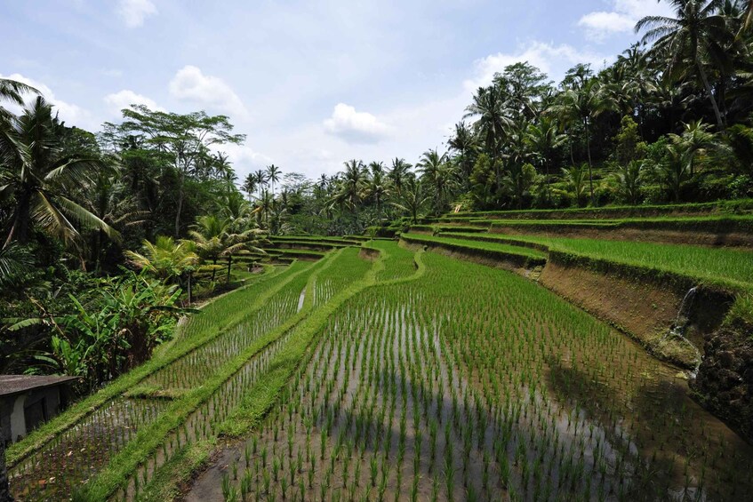 Picture 5 for Activity Bali: Best Sunrise Spots & Ubud Monkey Forest Private Tour