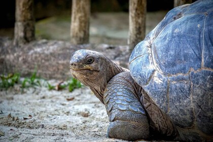 Maurice : Réserve naturelle de l’Île aux Aigrettes avec promenade en bateau