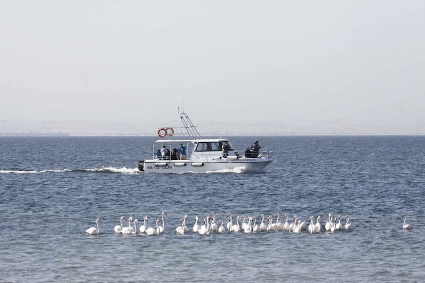 Picture 3 for Activity Walvis Bay: Atlantic Namibian Coast Marine Dolphin Cruise