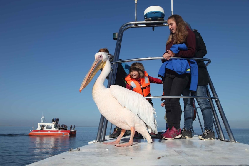 Picture 2 for Activity Walvis Bay: Atlantic Namibian Coast Marine Dolphin Cruise