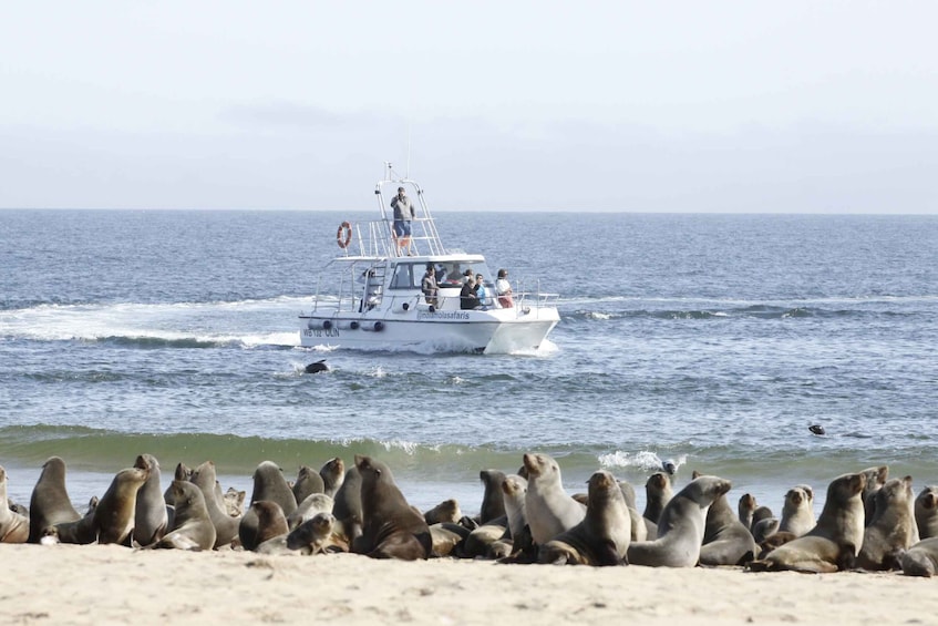 Walvis Bay: Atlantic Namibian Coast Marine Dolphin Cruise