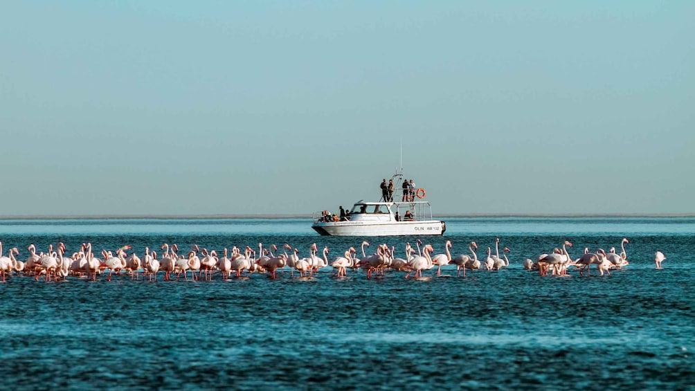 Picture 2 for Activity Walvis Bay: Namibian Coast Dolphin Cruise with Light Lunch