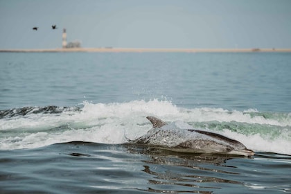 Walvis Bay: Namibian Coast Dolphin Cruise with Light Lunch