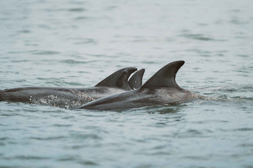 Picture 8 for Activity Walvis Bay: Namibian Coast Dolphin Cruise with Light Lunch