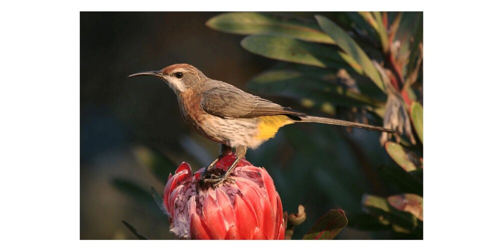 Picture 3 for Activity From Underberg: Specialist Sani Pass Guided Birding Tour