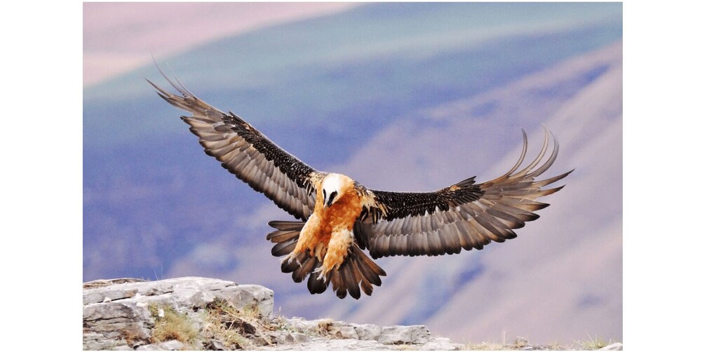 Picture 1 for Activity From Underberg: Specialist Sani Pass Guided Birding Tour