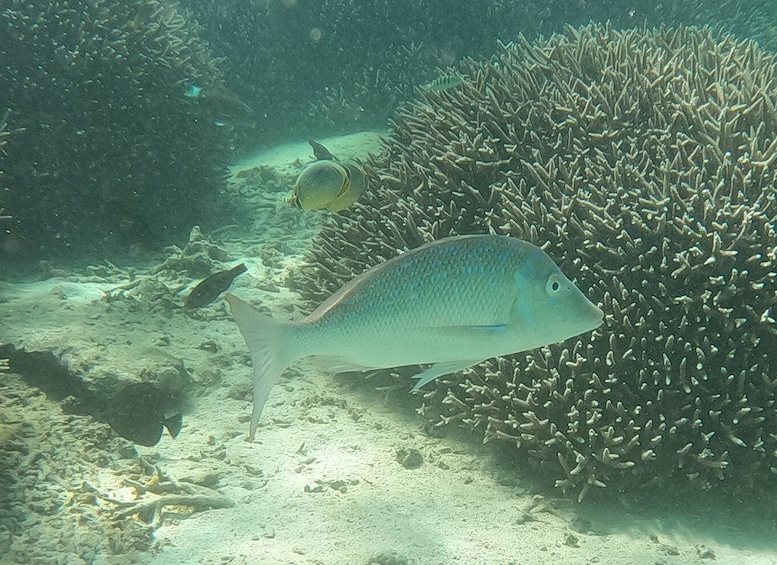 Picture 5 for Activity From Blue Bay: Ile aux Cerfs Speedboat Excursion with BBQ