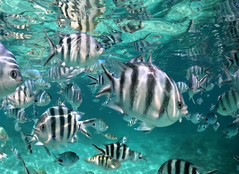 Picture 4 for Activity From Blue Bay: Ile aux Cerfs Speedboat Excursion with BBQ