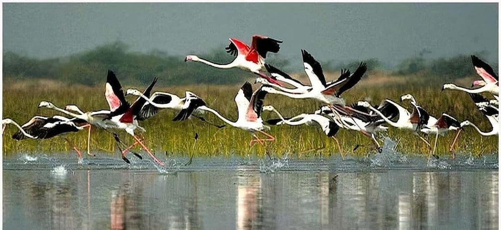 Picture 2 for Activity Agra to Jaipur one way transfer with Keoladeo Birds Park