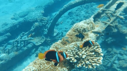 Bali: Candidasa Snorkelling Trips with Transfer