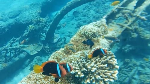 Bali: Candidasa Snorkeling Trips with Transfer