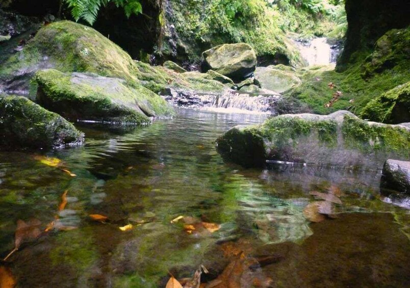 Madeira: Walking Tour Levada do Rei/Ribeiro Bonito