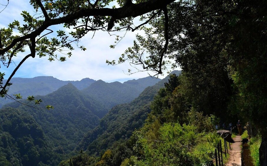 Picture 2 for Activity Madeira: Walking Tour Levada do Rei/Ribeiro Bonito