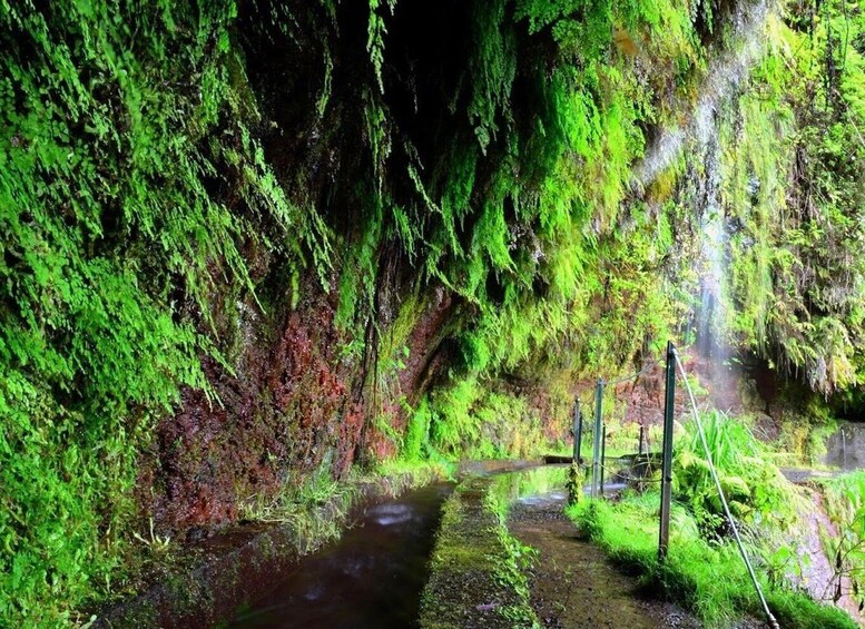 Picture 3 for Activity Madeira: Walking Tour Levada do Rei/Ribeiro Bonito