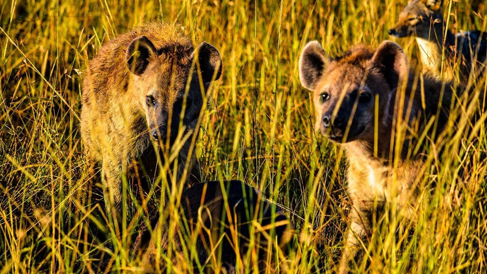 Picture 3 for Activity 3 days Murchison Falls National Park & Ziwa Rhino Safari