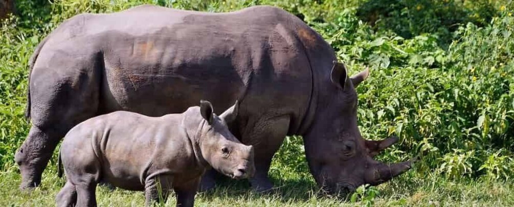 Picture 1 for Activity 3 days Murchison Falls National Park & Ziwa Rhino Safari
