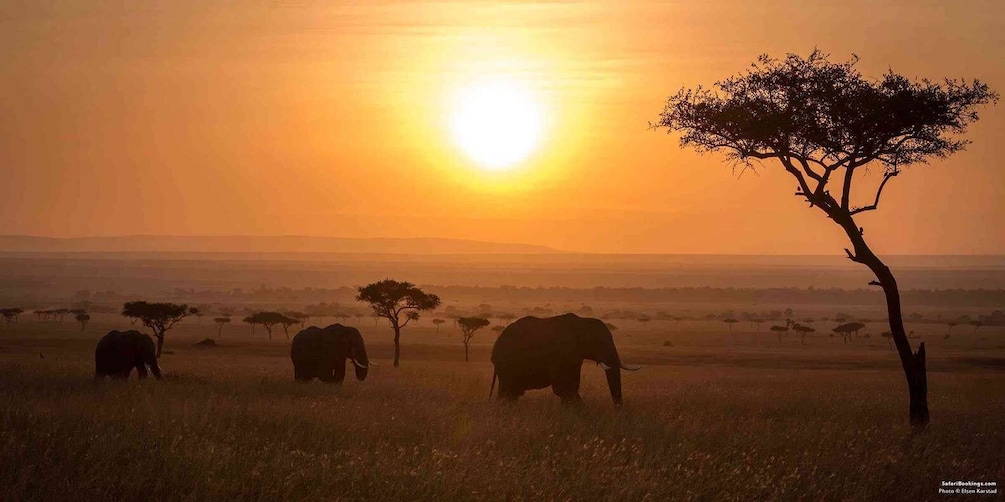 Picture 4 for Activity 3 days Murchison Falls National Park & Ziwa Rhino Safari