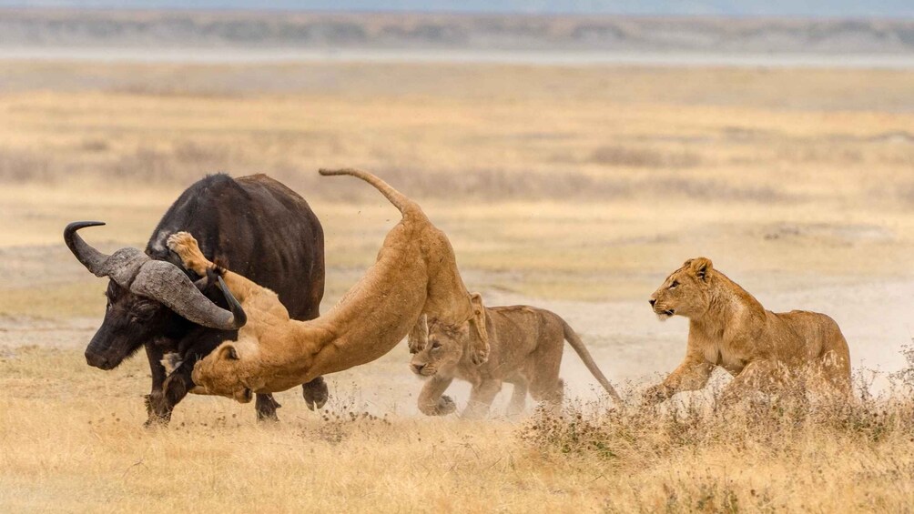 Picture 2 for Activity 3 days Murchison Falls National Park & Ziwa Rhino Safari
