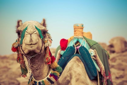 Agadir: Camel Ride With Tea & BBQ Dinner Option