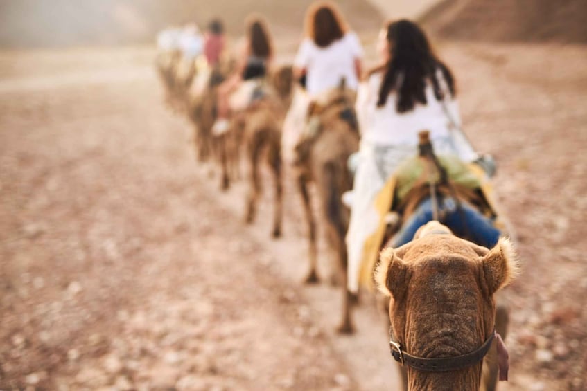 Picture 17 for Activity Agadir: Camel Ride & BBQ Dinner Option