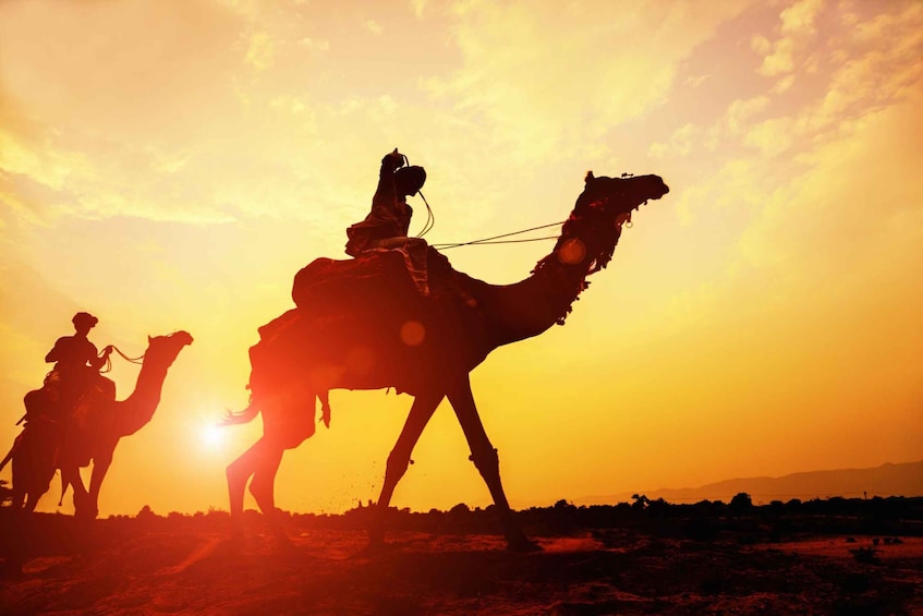 Agadir: Camel Ride With Tea & BBQ Dinner Option