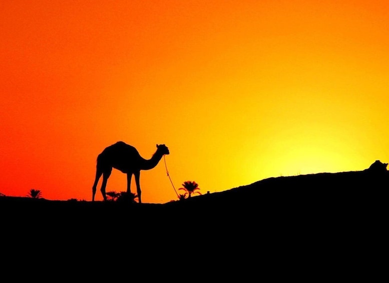 Agadir: Sunset Camel or Horse Ride with BBQ Dinner Option