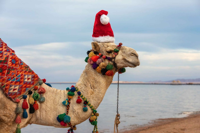 Picture 1 for Activity Agadir: Camel Ride With Tea & BBQ Dinner Option