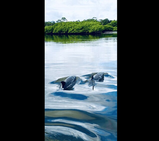 Picture 6 for Activity Cocoa Beach: Dolphin and Manatee Kayak or Paddle Tour