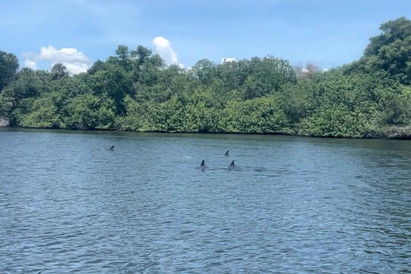 Picture 2 for Activity Cocoa Beach: Dolphin and Manatee Kayak or Paddle Tour