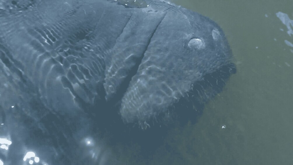 Picture 5 for Activity Cocoa Beach: Dolphin and Manatee Kayak or Paddle Tour