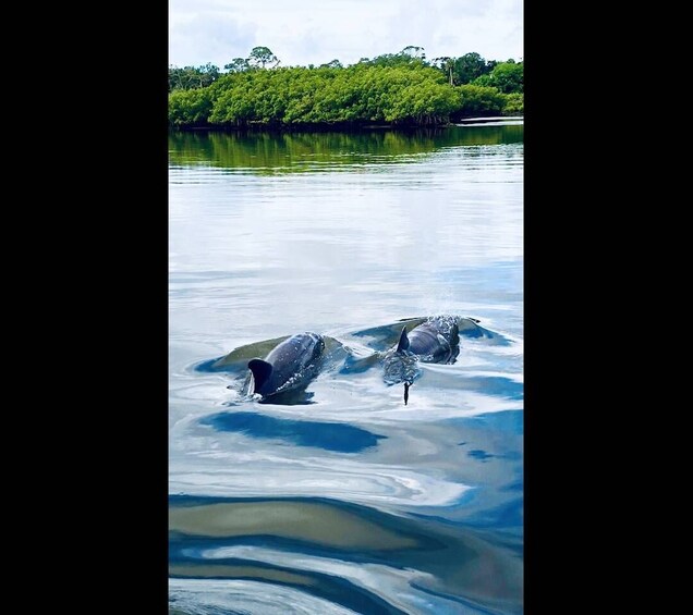 Picture 6 for Activity Cocoa Beach: Dolphin and Manatee Kayak or Paddle Tour