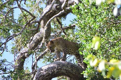 Yala National Park Full Day Safari