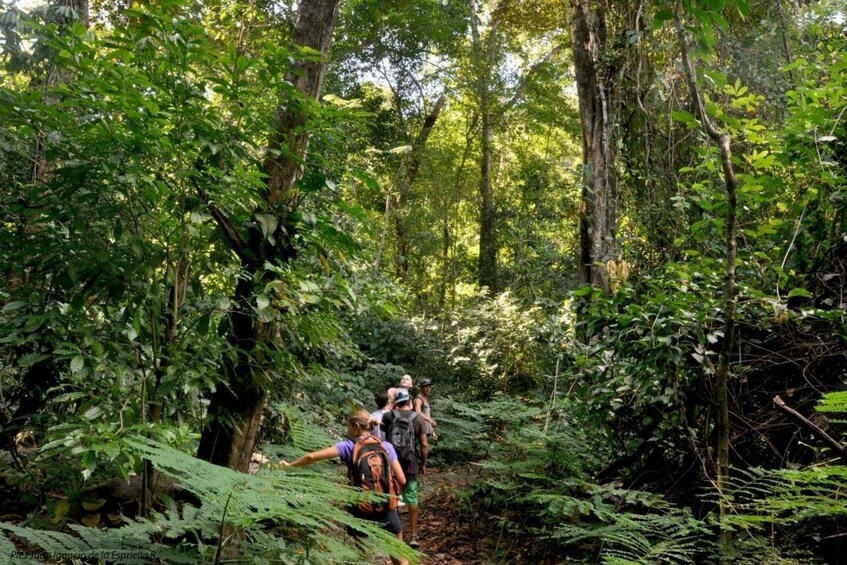Picture 56 for Activity Carara National Park: Guided Walk Carara Costa Rica Nature