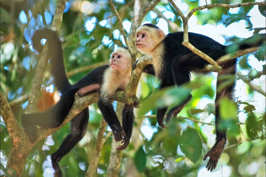 Picture 39 for Activity Carara National Park: Guided Walk Carara Costa Rica Nature