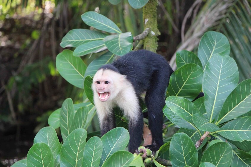 Picture 33 for Activity Carara National Park: Guided Walk Carara Costa Rica Nature