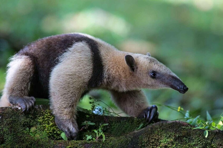 Picture 4 for Activity Carara National Park: Guided Walk Carara Costa Rica Nature