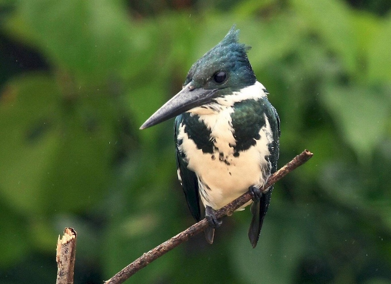 Picture 12 for Activity Carara National Park: Guided Walk Carara Costa Rica Nature