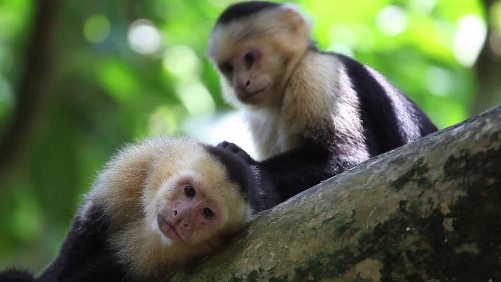 Picture 34 for Activity Carara National Park: Guided Walk Carara Costa Rica Nature