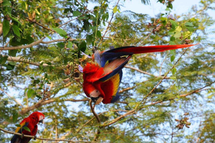 Picture 22 for Activity Carara National Park: Guided Walk Carara Costa Rica Nature