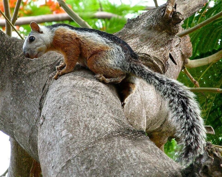 Picture 43 for Activity Carara National Park: Guided Walk Carara Costa Rica Nature