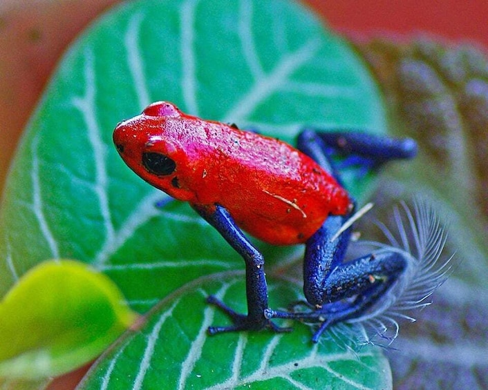 Picture 25 for Activity Carara National Park: Guided Walk Carara Costa Rica Nature