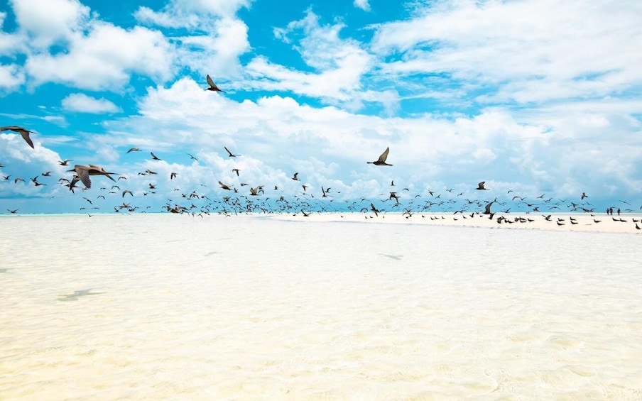 Picture 2 for Activity From Tahiti: Tetiaroa Island Tour by Sailing Catamaran